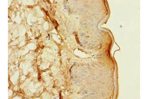 FXYD6 antibody  (AA 59-95)