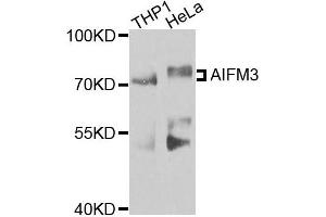 Western blot analysis of extracts of various cells, using AIFM3 antibody. (AIFM3 antibody)
