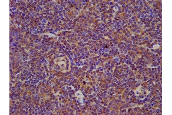 BIN2 antibody  (AA 290-496)