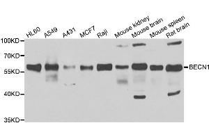 Western blot analysis of extracts of various cell lines, using BECN1 antibody. (Beclin 1 antibody)