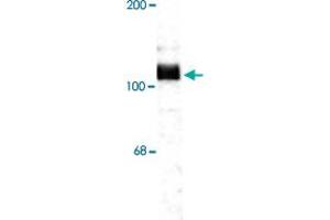 Western blot of rat hippocampal lysate showing specific immunolabeling of the ~115 KDa APP protein. (APP antibody  (C-Term))