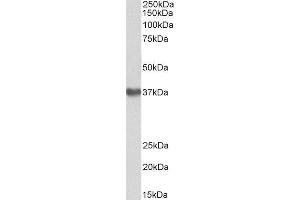 ABIN4902641 (1µg/ml) staining of Human Placenta lysate (35µg protein in RIPA buffer). (GNA12 antibody)