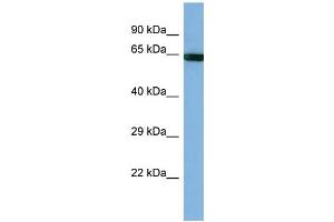 Host: Rabbit Target Name: PCDHB14 Sample Type: HT1080 Whole cell lysates Antibody Dilution: 1. (PCDHB14 antibody  (Middle Region))