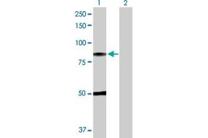 Western Blot analysis of C1R expression in transfected 293T cell line by C1R MaxPab polyclonal antibody. (C1R antibody  (AA 1-705))