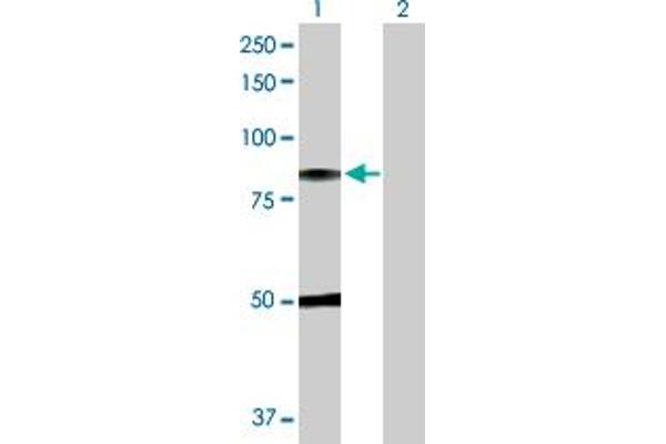 C1R antibody  (AA 1-705)
