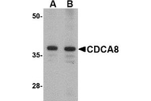 Western Blotting (WB) image for anti-Cell Division Cycle Associated 8 (CDCA8) (N-Term) antibody (ABIN1031311) (CDCA8 antibody  (N-Term))