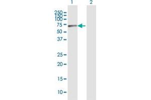 Western Blot analysis of RBM15 expression in transfected 293T cell line by RBM15 MaxPab polyclonal antibody.