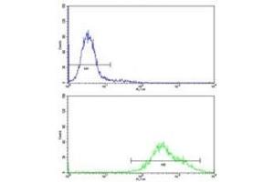 Flow cytometric analysis of K562 cells using PAX3 antibody (bottom histogram) compared to a negative control (top histogram) (Paired Box 3 antibody  (AA 98-126))