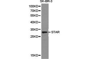 Western Blotting (WB) image for anti-Steroidogenic Acute Regulatory Protein (STAR) antibody (ABIN1874960)