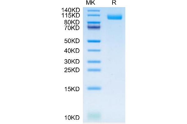 TLR3 Protein (AA 31-711) (His tag)