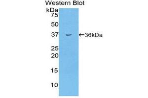 Western Blotting (WB) image for anti-Insulin (INS) (AA 25-54) antibody (ABIN3208616) (Insulin antibody  (AA 25-54))