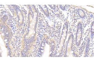 Detection of TGFb3 in Porcine Small intestine Tissue using Polyclonal Antibody to Transforming Growth Factor Beta 3 (TGFb3) (TGFB3 antibody  (AA 298-409))