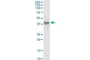 ABO monoclonal antibody (M08), clone 1B7. (ABO antibody  (AA 273-354))