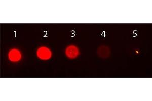 Dot Blot of Mouse IgG2b Isotype Control Phycoerythrin Conjugated. (Mouse IgG2b isotype control (PE))