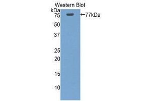 Western Blotting (WB) image for anti-Heat Shock 70kDa Protein 1-Like (HSPA1L) (AA 1-641) antibody (ABIN1859215) (HSPA1L antibody  (AA 1-641))