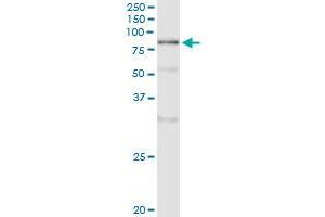 Immunoprecipitation of POLA2 transfected lysate using anti-POLA2 monoclonal antibody and Protein A Magnetic Bead , and immunoblotted with POLA2 MaxPab rabbit polyclonal antibody. (POLA2 antibody  (AA 1-598))