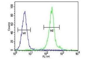 IL-12B antibody flow cytometric analysis of MDA-MB435 cells (green) compared to a negative control (blue). (IL12B antibody  (AA 264-290))