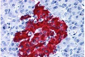 Immunohistochemical staining of human pancreas with GPR82 polyclonal antibody . (GPR82 antibody  (Cytoplasmic Domain))