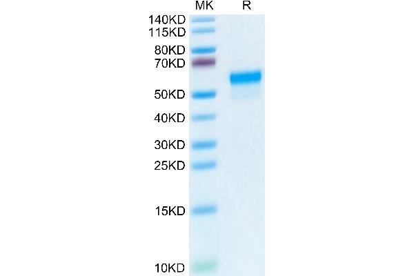 LGMN Protein (AA 18-435) (His tag)