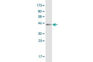Western Blot detection against Immunogen (44. (UBD antibody  (AA 1-165))