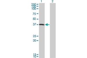 Western Blot analysis of PEX10 expression in transfected 293T cell line by PEX10 monoclonal antibody (M01), clone 1B8.