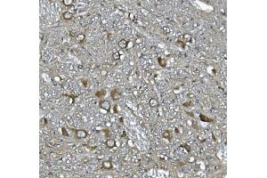 IHC analysis of SCG10/STMN2 using anti-SCG10/STMN2 antibody (ABIN7600734). (STMN2 antibody  (AA 23-170))