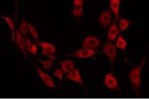 ABIN6275162 staining 293 by IF/ICC. (GRTP1 antibody  (Internal Region))