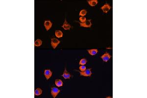 Immunofluorescence analysis of L929 cells using MFI2 Rabbit pAb (ABIN6131379, ABIN6143795, ABIN6143796 and ABIN6222350) at dilution of 1:100 (40x lens).