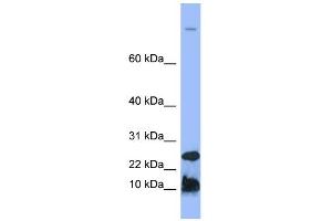 WB Suggested Anti-HAMP Antibody Titration:  0. (Hepcidin antibody  (N-Term))