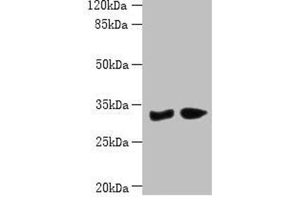 PBLD1 antibody  (AA 11-288)