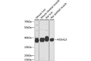 Western blot analysis of extracts of various cell lines using HOXA13 Polyclonal Antibody at dilution of 1:1000. (HOXA13 antibody)