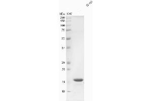 SDS-PAGE of ~14 kDa Human Recombinant Alpha Synuclein Protein Monomer (ABIN5065827, ABIN5065828 and ABIN5564164). (SNCA Protein (full length))