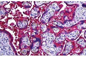 Human Placenta: Formalin-Fixed, Paraffin-Embedded (FFPE) (Haptoglobin antibody)