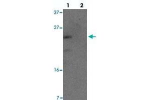 Western blot analysis of YPEL1 in HeLa cell lysate with YPEL1 polyclonal antibody  at 1 ug/mL in (lane 1) the absence and (lane 2) the presence of blocking peptide.