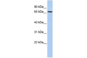 WB Suggested Anti-PDIA4 Antibody Titration:  0. (PDIA4 antibody  (Middle Region))
