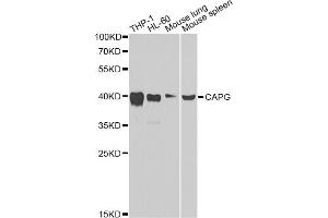 Western blot analysis of extracts of various cell lines, using CAPG Antibody.