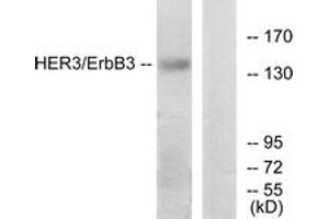 Western blot analysis of extracts from HeLa cells, using HER3 (Ab-1328) Antibody.