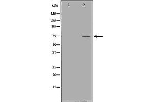 Western blot analysis of NIH-3T3 cell lysate, using PRMT5 Antibody.
