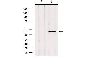 Western blot analysis of extracts from mouse lung, using AKAP5 Antibody. (AKAP5 antibody  (N-Term))