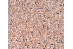 DAB staining on fromalin fixed paraffin- embedded liver tissue) (FMO2 antibody  (AA 295-469))