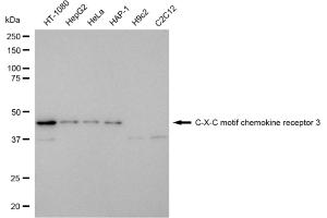 Western blotting analysis using C-X-C motif chemokine receptor 3 antibody (ABIN7798046). (Recombinant CXCR3 antibody)