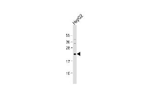 Anti-NeuroG1 Antibody (A46) at 1:1000 dilution + HepG2 whole cell lysate Lysates/proteins at 20 μg per lane. (Neurogenin 1 antibody  (N-Term))