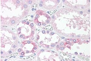 Anti-TM9SF4 antibody  ABIN1049415 IHC staining of human, kidney. (TM9SF4 antibody  (Internal Region))