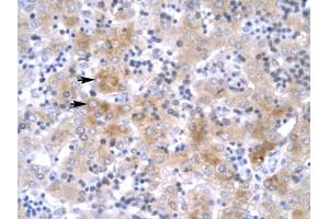 Immunohistochemical staining (Formalin-fixed paraffin-embedded sections) of human liver with LHX1 polyclonal antibody . (LHX1 antibody  (AA 357-406))