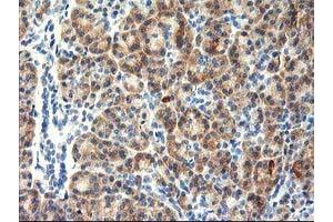 Immunohistochemical staining of paraffin-embedded Human pancreas tissue using anti-TBC1D21 mouse monoclonal antibody.