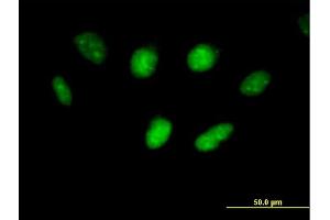 Immunofluorescence of purified MaxPab antibody to USF1 on HeLa cell. (USF1 antibody  (AA 1-310))