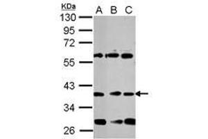 Image no. 1 for anti-Neuronal Differentiation 1 (NEUROD1) (AA 26-81) antibody (ABIN1499696) (NEUROD1 antibody  (AA 26-81))