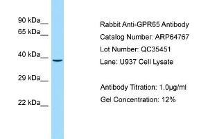 Western Blotting (WB) image for anti-G Protein-Coupled Receptor 65 (GPR65) (C-Term) antibody (ABIN2789959) (GPR65 antibody  (C-Term))