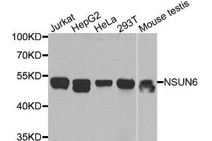 Western blot analysis of extracts of various cells, using NSUN6 antibody. (NSUN6 antibody)