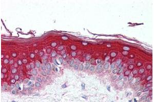 Human Skin (formalin-fixed, paraffin-embedded) stained with GBL antibody ABIN297122 at 10 ug/ml followed by biotinylated goat anti-rabbit IgG secondary antibody ABIN481713, alkaline phosphatase-streptavidin and chromogen. (GBL antibody  (AA 150-200))